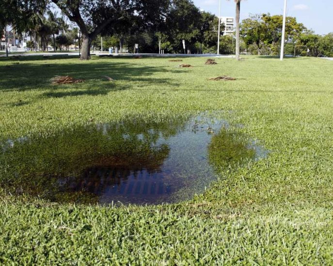Puddle Of Water In Grass — Blocked Drain Services In Robina, QLD