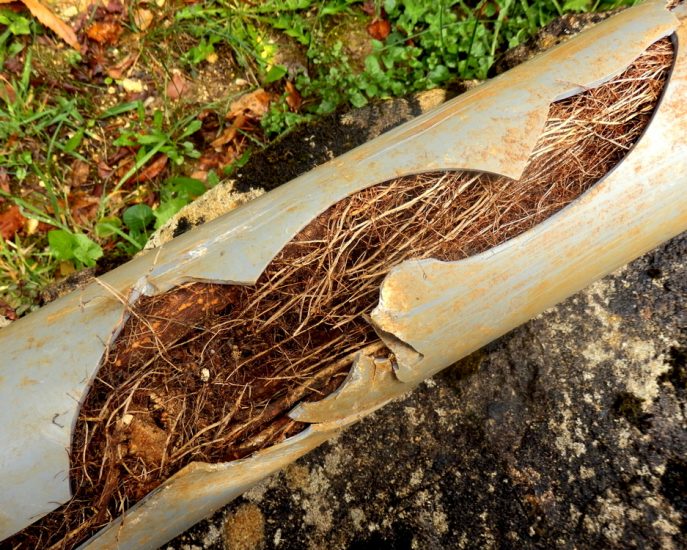 Split,Drainage,Pipe,Caused,By,Ingress,Of,Tree,Roots