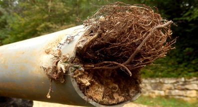 a drainage pipe needs emergency drain cleaning caused by roots— Gold Coast Blocked Drains