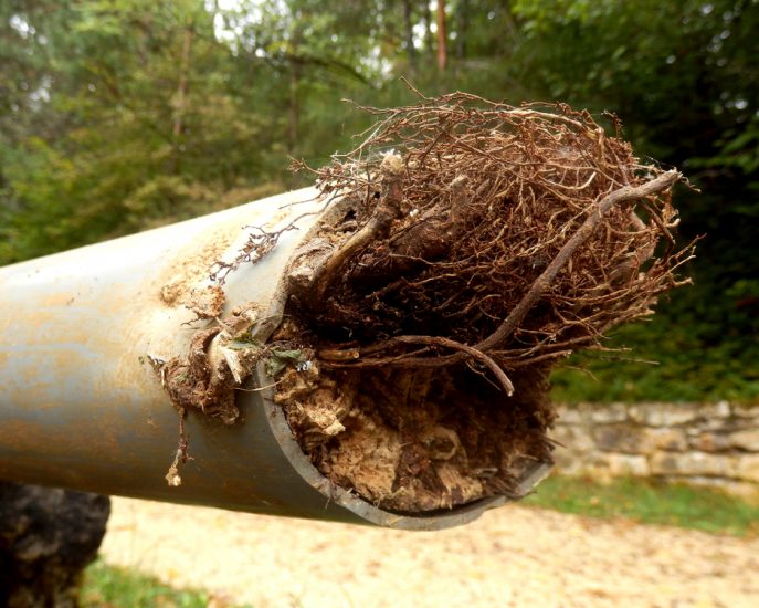 a drainage pipe needs emergency drain cleaning caused by roots— Gold Coast Blocked Drains